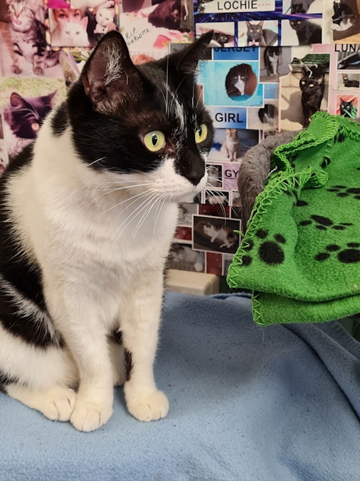 Dogs, cats needing forever homes